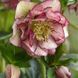 Морозник (Helleborus) Double Ellen Picotee 32346 фото 3