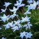 Іфейон Uniflorum 4+ (блакитний) 20863 фото 8