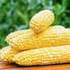Насіння Кукурудза Сонце та зірки 20 г СМ 30404 фото 2