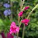 Гладиолус hybrid Summer Jewel 3 шт 12598 фото 1