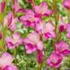 Гладиолус hybrid Summer Jewel 3 шт 12598 фото 3