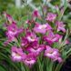 Гладиолус hybrid Summer Jewel 3 шт 12598 фото 2