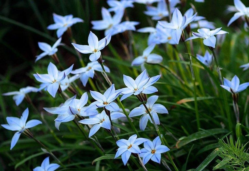 Іфейон Uniflorum 4+ (блакитний) 20863 фото