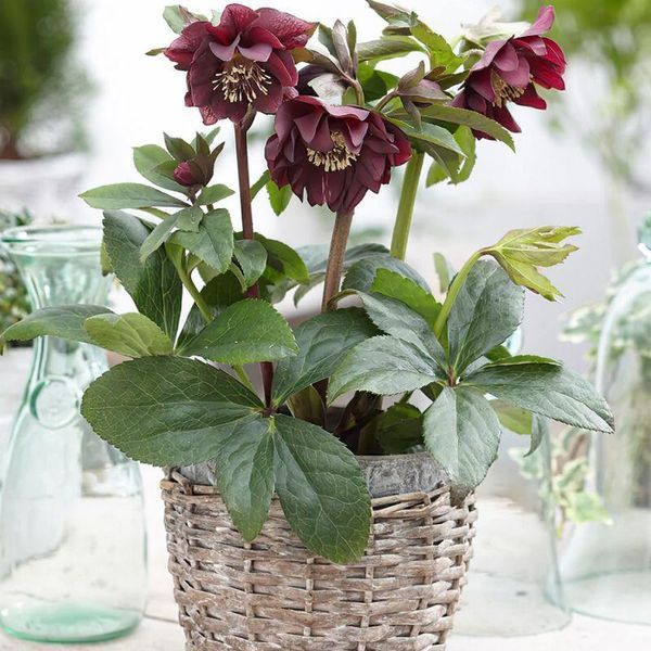 Морозник (Helleborus) Double Ellen Purple 32347 фото