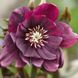 Морозник (Helleborus) Double Ellen Purple 32347 фото 1