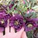 Морозник (Helleborus) Double Ellen Purple 32347 фото 3