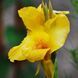 Канна Richard Wallace 20571 фото 1
