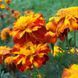 Насіння Квіти Чорнобривці Відхилені болеро 0,5 г Насіння України 21459 фото 2