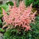 Астильба Bressingham Beauty 32344 фото 1