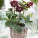 Морозник (Helleborus) Double Ellen Purple 32347 фото 2
