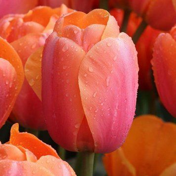 Тюльпан Дарвина Apricot Impression 14/+ 13002 фото