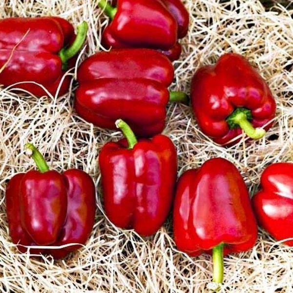 Насіння Перець Солодкий Гранатова Турецька Долма 30 шт 31802 фото