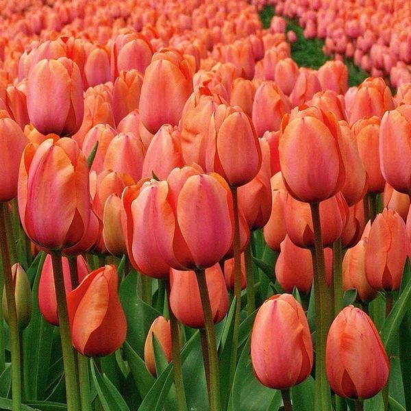 Тюльпан Дарвина Apricot Impression 14/+ 13002 фото