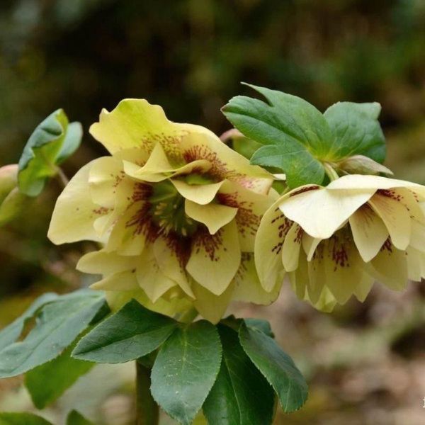 Морозник (Helleborus) Golden Discovery 32348 фото
