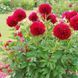 Пион Red Grace 2/3 32583 фото 3