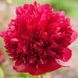 Пион Red Grace 2/3 32583 фото 1
