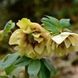 Морозник (Helleborus) Golden Discovery 32348 фото 2