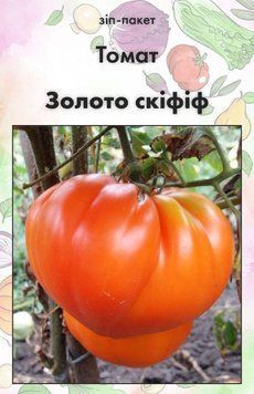 Насіння Томат Золото скіфіф 15 шт (від колекціонера) 32422 фото