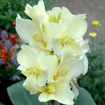 Канна Vanilla Cream 20572 фото