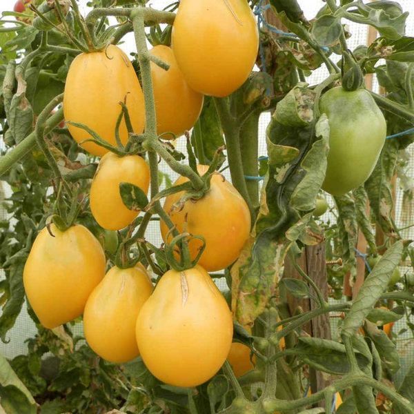 Насіння Томат Де Барао золотий 25 шт СМ 10473 фото