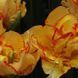 Тюльпан махровий Aquilla 12+ 31340 фото 3