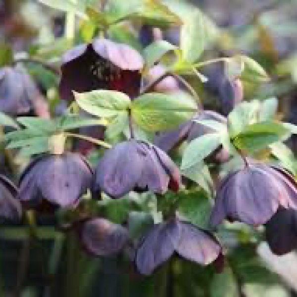 Морозник (Helleborus) Solar Night 32351 фото