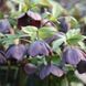 Морозник (Helleborus) Solar Night 32351 фото 3