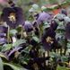 Морозник (Helleborus) Solar Night 32351 фото 2