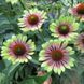 Эхинацея Green Twister 12782 фото 3