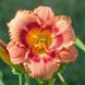 Лілейник Strawberry Candy 12654 фото 1