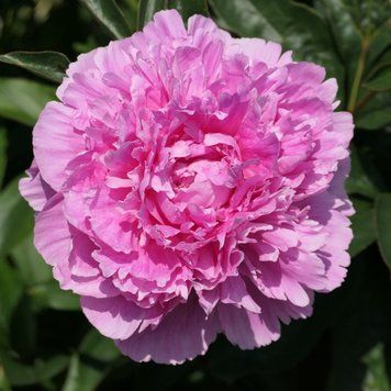 Півонія Pink Parfait 3/5 12995 фото