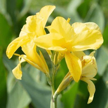 Канна Yellow Futurity 30900 фото