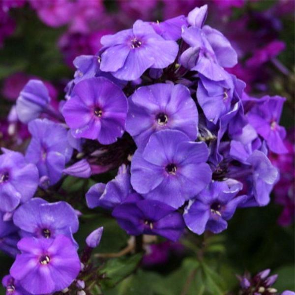 Флокс Amethyst 32355 фото
