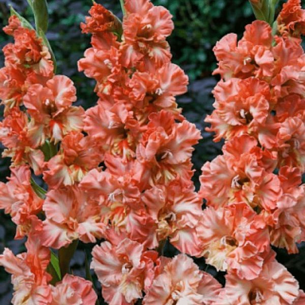 Гладіолус Riks frizzle 14/16 30908 фото