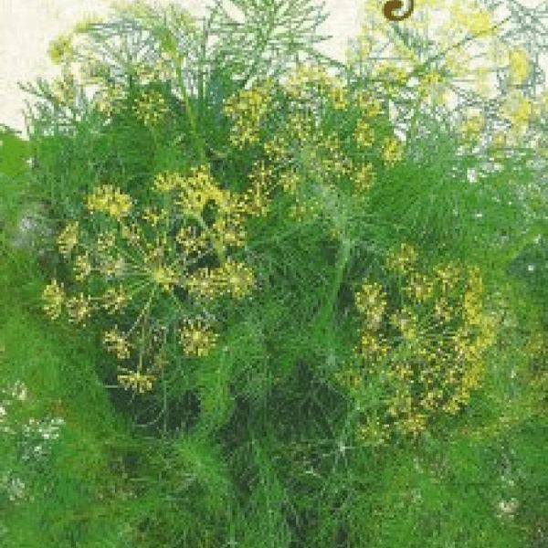 Насіння Кріп ГРИБІВСЬКИЙ 3г (Насіння України) 30933 фото