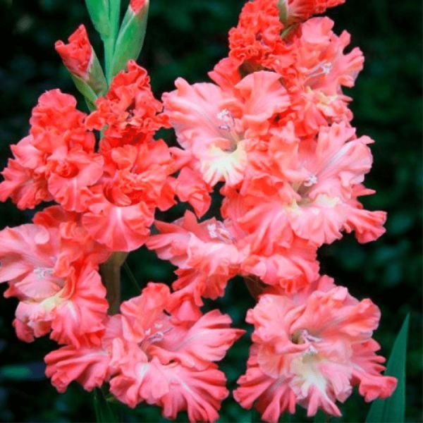 Гладіолус Riks frizzle 14/16 30908 фото