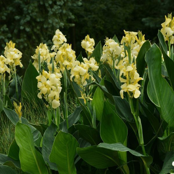 Канна Yellow Futurity 30900 фото
