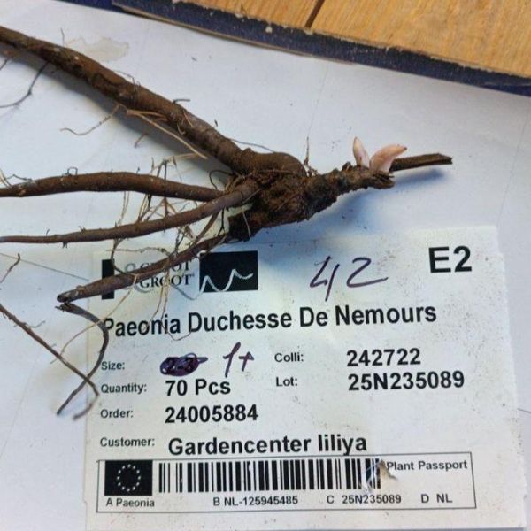 Півонія Duchesse de Nemours 1+ 10762 фото