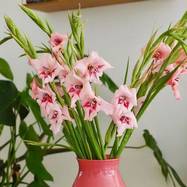 Гладиолус nanus Summer Love 3 шт 12603 фото