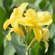 Канна Yellow Futurity 30900 фото 1