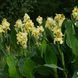 Канна Yellow Futurity 30900 фото 3