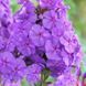 Флокс Amethyst 32355 фото 1
