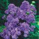 Флокс Amethyst 32355 фото 3