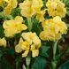 Канна Yellow Futurity 30900 фото 4