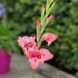 Гладиолус nanus Summer Love 3 шт 12603 фото 1