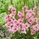 Гладиолус nanus Summer Love 3 шт 12603 фото 3