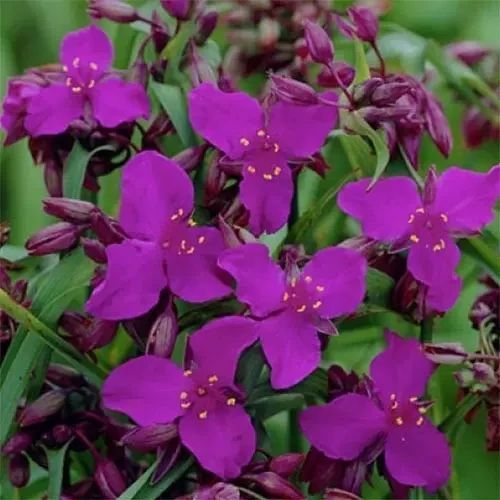Традесканція Red Grape 31276 фото