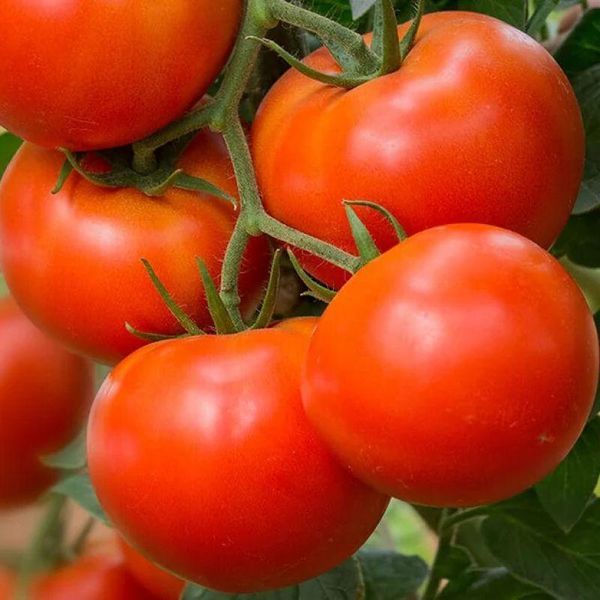 Семена Томат Июньский 20 н (от коллекционера) 10705 фото