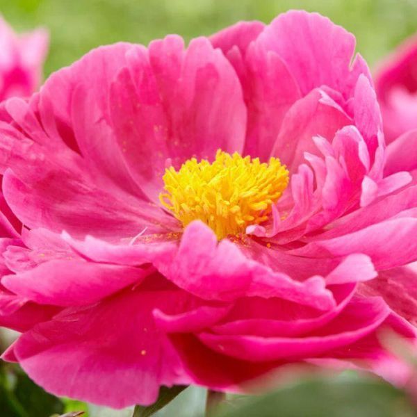 Півонія Red Sarah Bernhardt 5/7 10758 фото