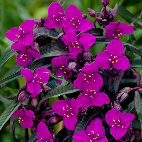 Традесканція Red Grape 31276 фото